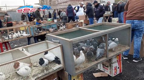 Istanbul güvercin pazarı